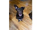Adopt Sam a Brown/Chocolate - with White Mixed Breed (Medium) / Mixed dog in