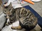 Adopt Honeybun a Brown Tabby Domestic Shorthair / Mixed (short coat) cat in