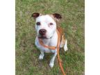 Adopt Pearl a White Mixed Breed (Medium) / Mixed dog in Green Cove Springs