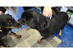 Adopt Yang a Black Shepherd (Unknown Type) / Rottweiler / Mixed dog in Simcoe