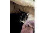 Adopt Milly a All Black Domestic Shorthair / Domestic Shorthair / Mixed cat in
