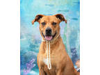 Adopt Summer a White Rhodesian Ridgeback / Black Mouth Cur / Mixed (short coat)