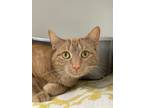 Adopt Amber a Orange or Red Domestic Shorthair / Mixed Breed (Medium) / Mixed