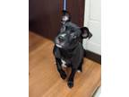 Adopt Nomi a Black American Pit Bull Terrier / Mixed dog in Baton Rouge