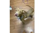 Adopt Ripley a Tan/Yellow/Fawn American Pit Bull Terrier / Mixed Breed (Medium)