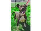 Adopt Suki a Black Mixed Breed (Medium) / Mixed dog in Monroe, MI (40877205)