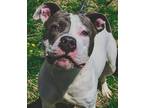 Adopt Sprinkles a White American Pit Bull Terrier / Mixed Breed (Medium) / Mixed