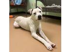 Adopt Stork a White Pointer / American Pit Bull Terrier / Mixed dog in Xenia