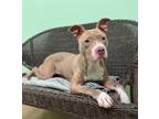 Adopt Tauriel a Brown/Chocolate American Pit Bull Terrier / Mixed Breed (Medium)