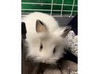 Adopt Slinky a White Lionhead / Other/Unknown / Mixed rabbit in Newport News