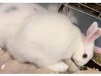 Adopt Binky (BONDED WITH SLINKY) a White Lionhead / Satin / Mixed (short coat)