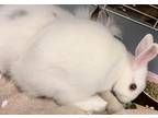 Adopt Binky (BONDED WITH SLINKY) a White Lionhead / Other/Unknown / Mixed rabbit