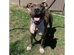 Adopt Hermes a Brown/Chocolate Mixed Breed (Large) / Mixed dog in Menands