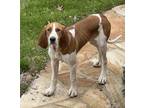 Adopt Bubba a White Coonhound / Hound (Unknown Type) / Mixed (short coat) dog in