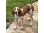 Adopt Bubba a White Bloodhound / Redbone Coonhound / Mixed dog in Blue Ridge