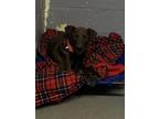 Adopt 55776131 a Brown/Chocolate Labrador Retriever / Mixed dog in Los Lunas