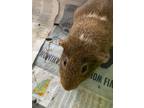 Adopt Jay Z a Blonde Guinea Pig / Guinea Pig / Mixed (short coat) small animal