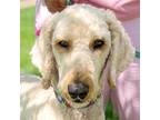 Adopt CODY a Tan/Yellow/Fawn Goldendoodle / Poodle (Standard) / Mixed dog in
