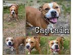 Adopt Captain Buster Brown a Brown/Chocolate Staffordshire Bull Terrier / Mixed