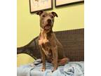 Adopt Quail a Merle American Pit Bull Terrier / Mixed Breed (Medium) / Mixed