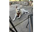 Adopt Lucy a Tan/Yellow/Fawn Mixed Breed (Medium) / Mixed dog in Wichita