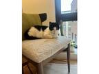 Adopt Bjork a Black & White or Tuxedo Tabby / Mixed (short coat) cat in