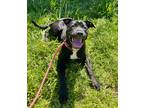 Adopt Marla a Black Terrier (Unknown Type, Small) / Mixed dog in Moncks Corner