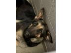 Adopt 55773233 a Black German Shepherd Dog / Mixed dog in Los Lunas