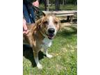 Adopt Mack (Larry) a Tan/Yellow/Fawn Hound (Unknown Type) / Mixed dog in