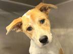 Adopt Casey a White Mixed Breed (Medium) / Mixed dog in Georgetown