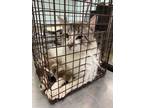 Adopt Froot FJ8 4-25-24 a White Domestic Shorthair / Domestic Shorthair / Mixed