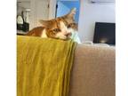 Adopt Loki a Orange or Red Tabby / Mixed (short coat) cat in Brooklyn