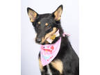 Adopt Blair a Black Collie / Mixed dog in Tinley Park, IL (40105336)