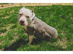 Adopt Hiccup a White American Pit Bull Terrier / Mixed Breed (Medium) / Mixed