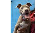Adopt Ralley K114 4/18/24 a Tan/Yellow/Fawn American Pit Bull Terrier / Mixed