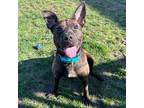 Adopt Celeste a Brindle Mixed Breed (Medium) / Mixed dog in Menands