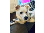 Adopt Rino a White Jindo / Mixed dog in Encino, CA (40610170)