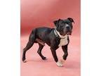 Adopt Beetle a Black American Pit Bull Terrier / Mixed dog in Philadelphia