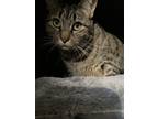 Adopt Skye a Spotted Tabby/Leopard Spotted Domestic Shorthair / Mixed (medium