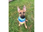 Adopt Clarence a Brown/Chocolate - with Black German Shepherd Dog / Mixed dog in