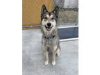 Adopt Smiley a Tan/Yellow/Fawn Husky / Mixed dog in Hackensack, MN (41288181)