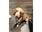 Adopt Max a White - with Tan, Yellow or Fawn Beagle / Mixed dog in Fairhope