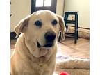 Adopt Winston a Tan/Yellow/Fawn - with White Labrador Retriever / Mixed dog in