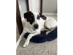 Adopt Lily a White - with Black Mutt / Mixed dog in Nolensville, TN (41288060)