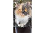 Adopt Furball a Calico or Dilute Calico Persian / Mixed (long coat) cat in Saint
