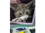 Adopt Ottoman a Gray or Blue Domestic Shorthair / Domestic Shorthair / Mixed cat