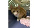 Adopt Andy a Orange or Red Domestic Shorthair / Domestic Shorthair / Mixed cat