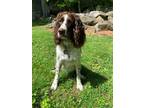 Adopt Nashville a White - with Brown or Chocolate English Springer Spaniel /