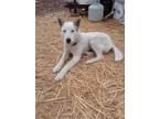 Adopt Marshmallow a White Husky / Whippet / Mixed dog in Parks, AZ (41287907)