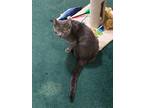 Adopt Grayson a Gray or Blue American Shorthair / Mixed (short coat) cat in